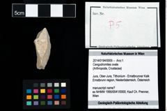 Foto (Objekt + Etikett) von Cengodromites ovale  (NHMW-GEO-2014-0194-0005)